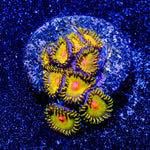 WWC Golden Gods Zoanthid - riptide aquaculture llc