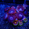 Spider Man Zoanthid - riptide aquaculture llc