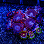 Spider Man Zoanthid - riptide aquaculture llc