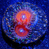 Aztec Warrior Zoanthid - riptide aquaculture llc