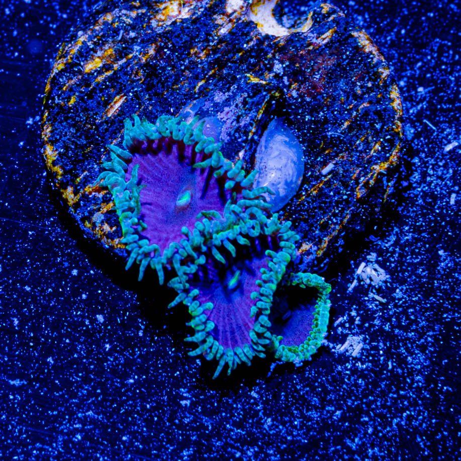 Purple Death Zoanthid - riptide aquaculture llc