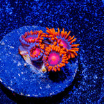 Orange Bam Bam Zoanthid - riptide aquaculture llc