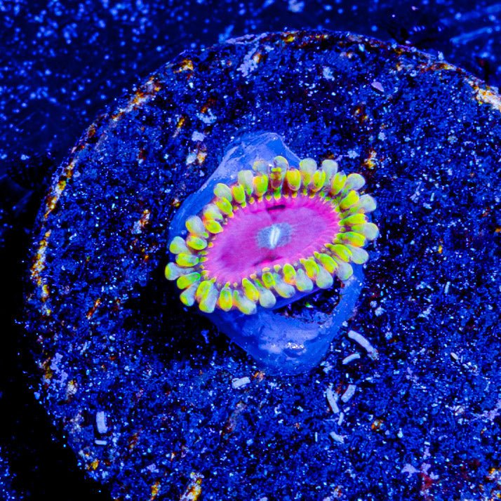 Pink diamond Zoanthid - riptide aquaculture llc