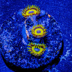 LA Lakers Zoanthid - riptide aquaculture llc