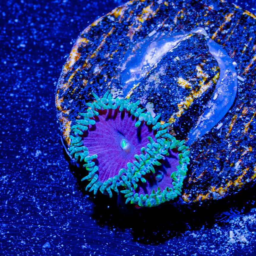 Purple Death Zoanthid - riptide aquaculture llc