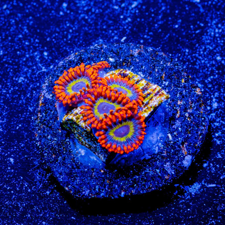 Fruit Loops Zoanthid - riptide aquaculture llc