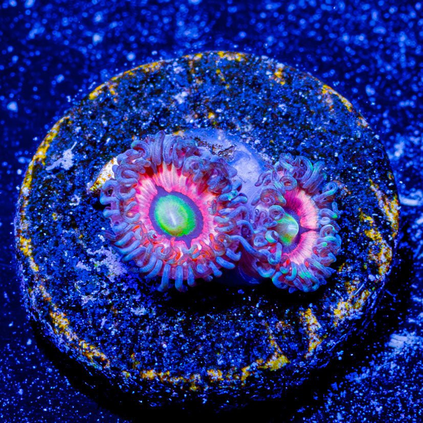 Daisy Dukes Zoanthid - riptide aquaculture llc