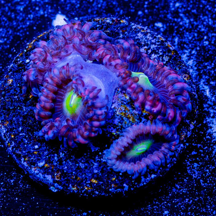 Bombshells Zoanthid - riptide aquaculture llc