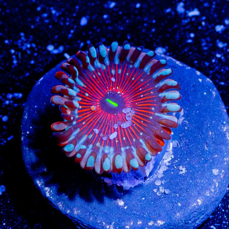 White Zombie Zoanthid - riptide aquaculture llc