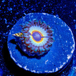 Sonic Flares Zoanthid - riptide aquaculture llc