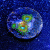 Goofball Zoanthid - riptide aquaculture llc