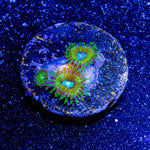 Goofball Zoanthid - riptide aquaculture llc