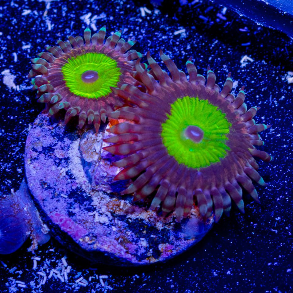 Chuckys Brides Zoanthid - riptide aquaculture llc