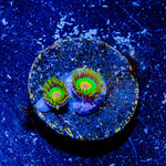 Rasta Zoanthid - riptide aquaculture llc