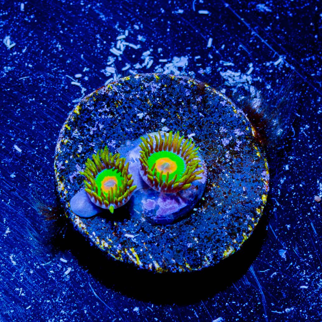 Rasta Zoanthid - riptide aquaculture llc