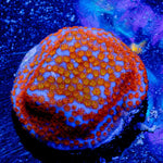 Rainbow Montipora - riptide aquaculture llc