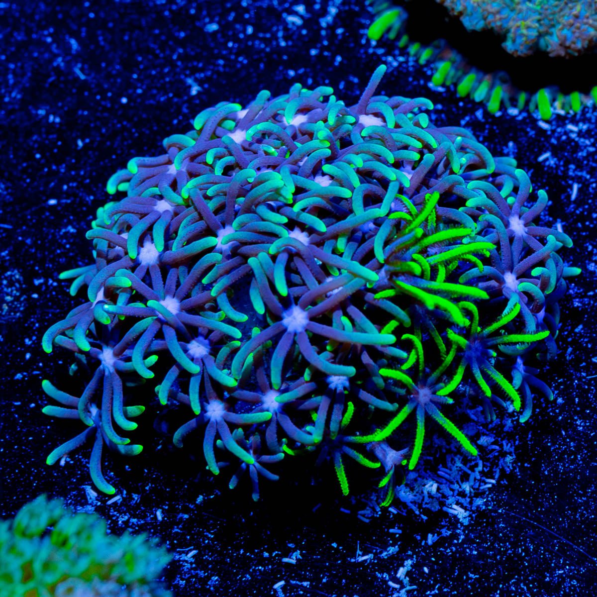 Green and Teal Star Polyps - riptide aquaculture llc