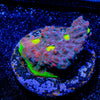 Watermelon Grape Chalice - riptide aquaculture llc