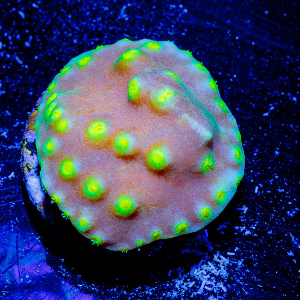 Scroll Coral - riptide aquaculture llc