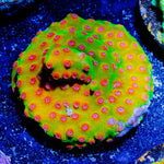 Defcon Cyphastrea - riptide aquaculture llc