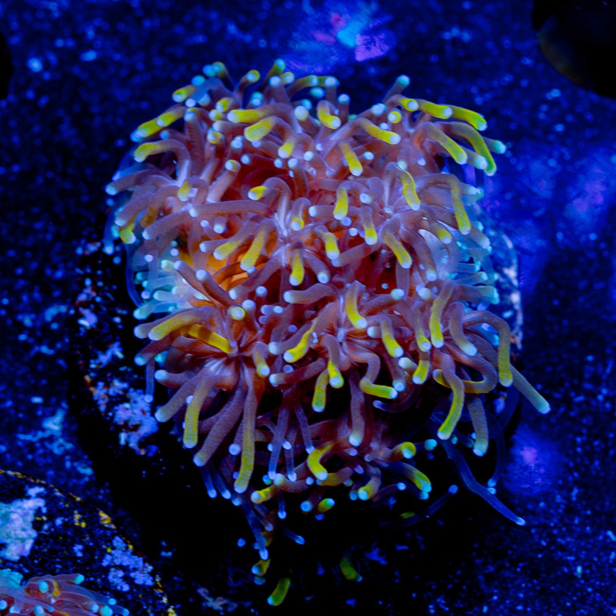 RTA Great Golden Galaxea - riptide aquaculture llc