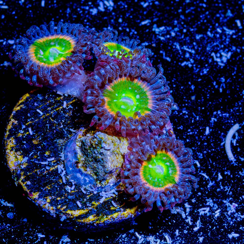 Tinker Bells Zoanthid - riptide aquaculture llc