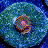 JF A$$ Krakatoa Zoanthid - riptide aquaculture llc