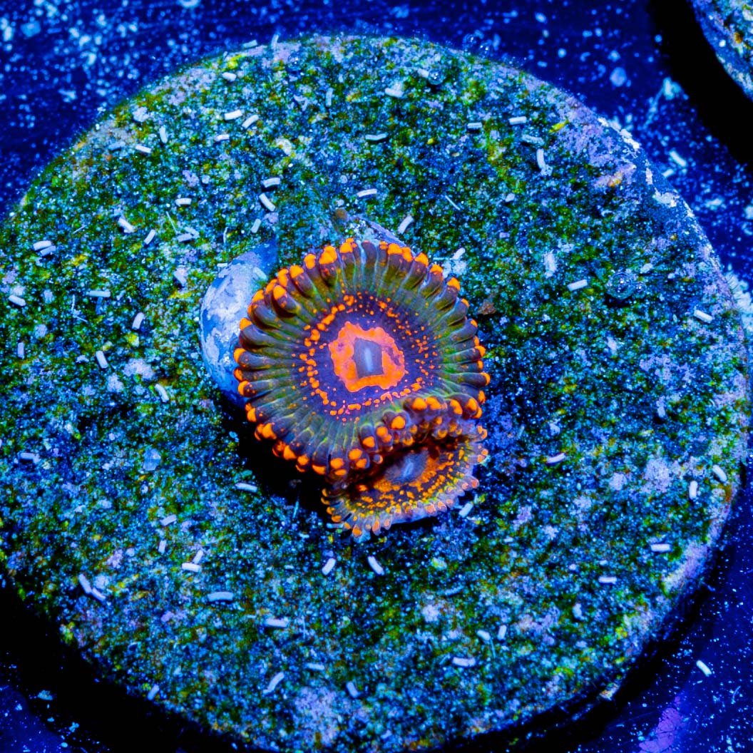 JF A$$ Krakatoa Zoanthid - riptide aquaculture llc