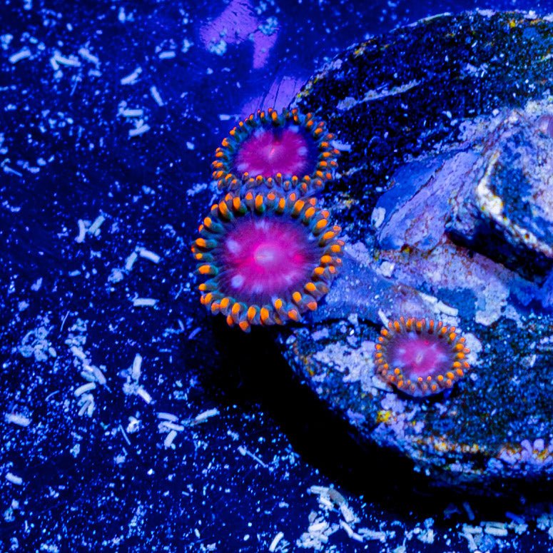 KH Sunburst Zoanthid - riptide aquaculture llc