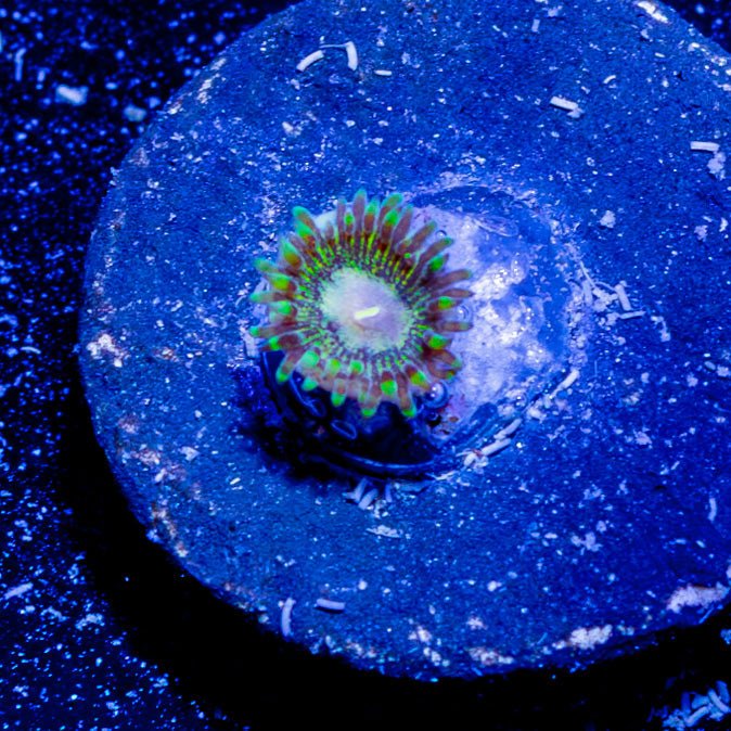 Kamikaze Kush Zoanthid - riptide aquaculture llc