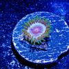 Miami Vice Zoanthid - riptide aquaculture llc