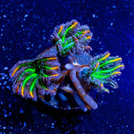 ACR Firework Clove Polyps - riptide aquaculture llc