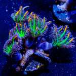 ACR Firework Clove Polyps - riptide aquaculture llc