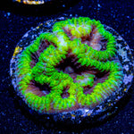 Green goblin Favia - riptide aquaculture llc