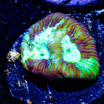 Green Lantern Favia - riptide aquaculture llc