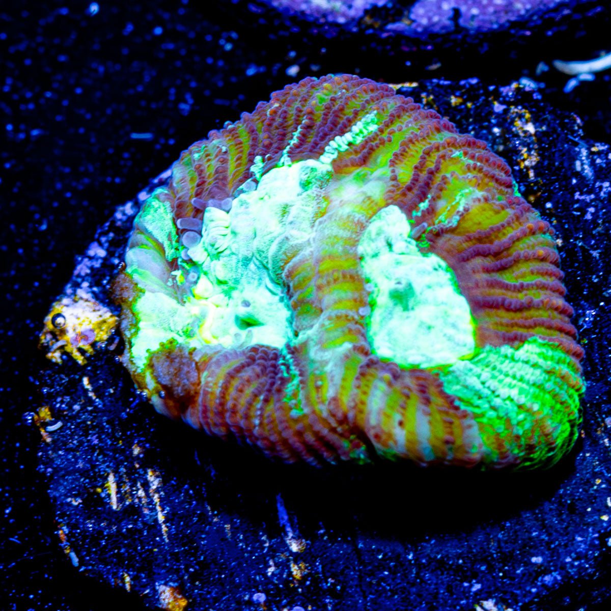 Green Lantern Favia - riptide aquaculture llc