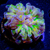 Crown Royal Hammer - riptide aquaculture llc