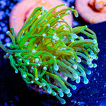 Guacamole Torch - riptide aquaculture llc