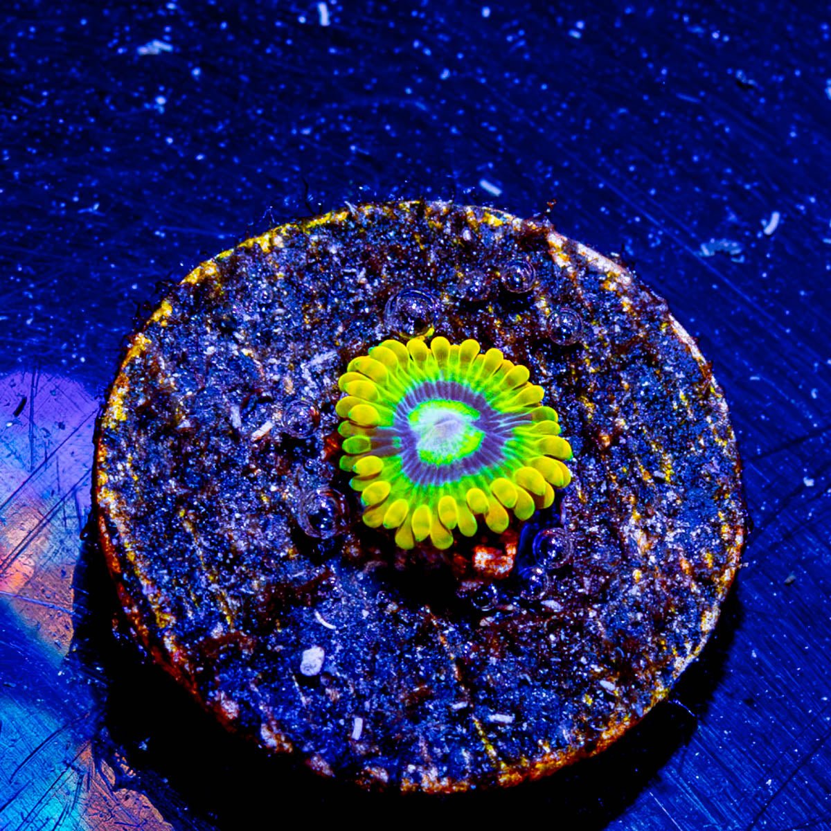 Rainbow Yoda Zoanthid - riptide aquaculture llc