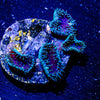 Purple Death Zoanthid - riptide aquaculture llc