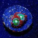 Blueberry Yum Yum Zoanthid - riptide aquaculture llc