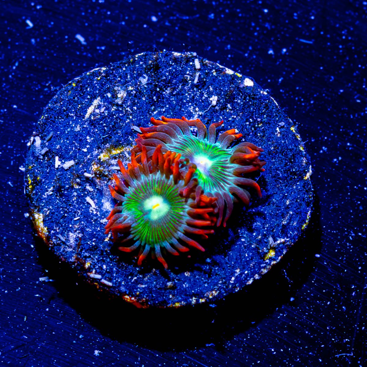 Blueberry Yum Yum Zoanthid - riptide aquaculture llc