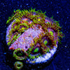 Kamikaze Zoanthid - riptide aquaculture llc