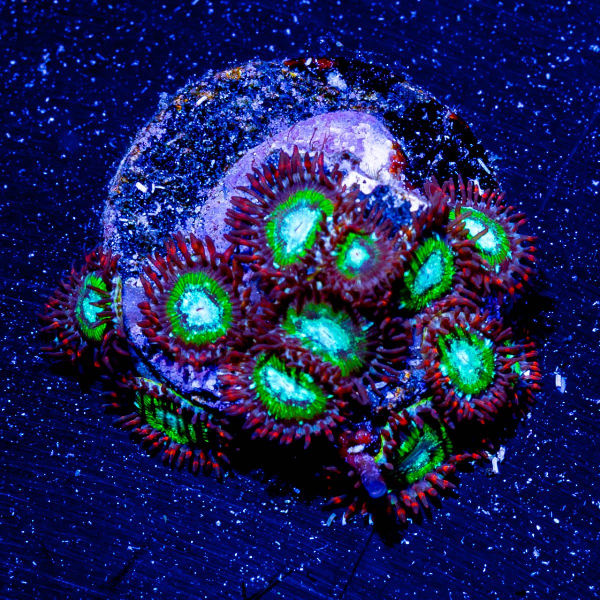 WWC Viridian Zoanthid - riptide aquaculture llc