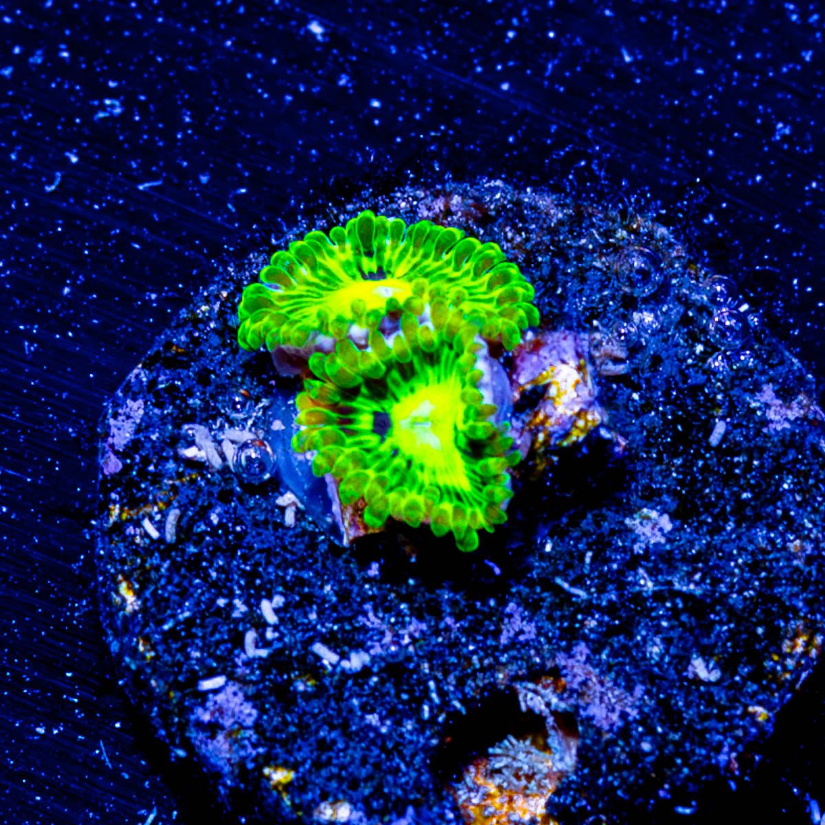 Emerald Mules Zoanthid - riptide aquaculture llc