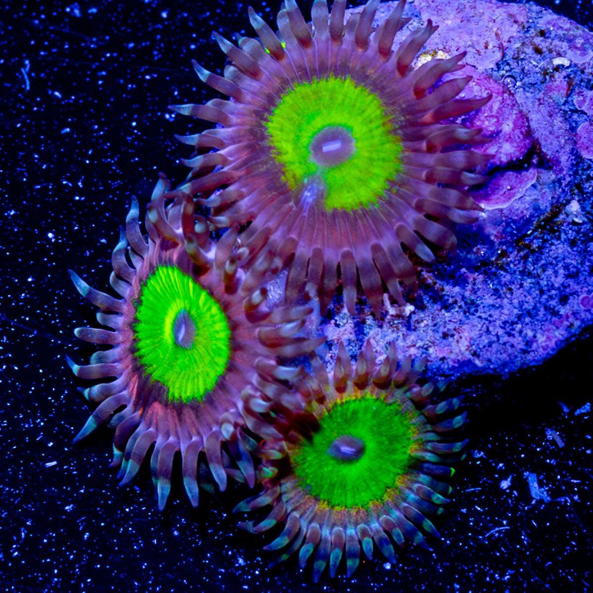 Chucky Brides Zoanthid - riptide aquaculture llc