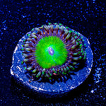 Candy Apple Green Zoanthid - riptide aquaculture llc