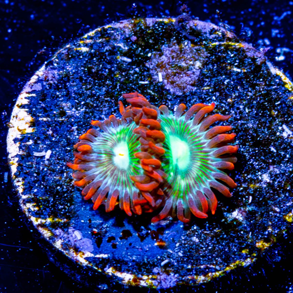 Blueberry Yum Yum Zoanthid - riptide aquaculture llc