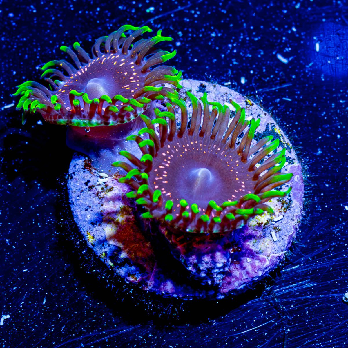 Psychosis Zoanthid - riptide aquaculture llc