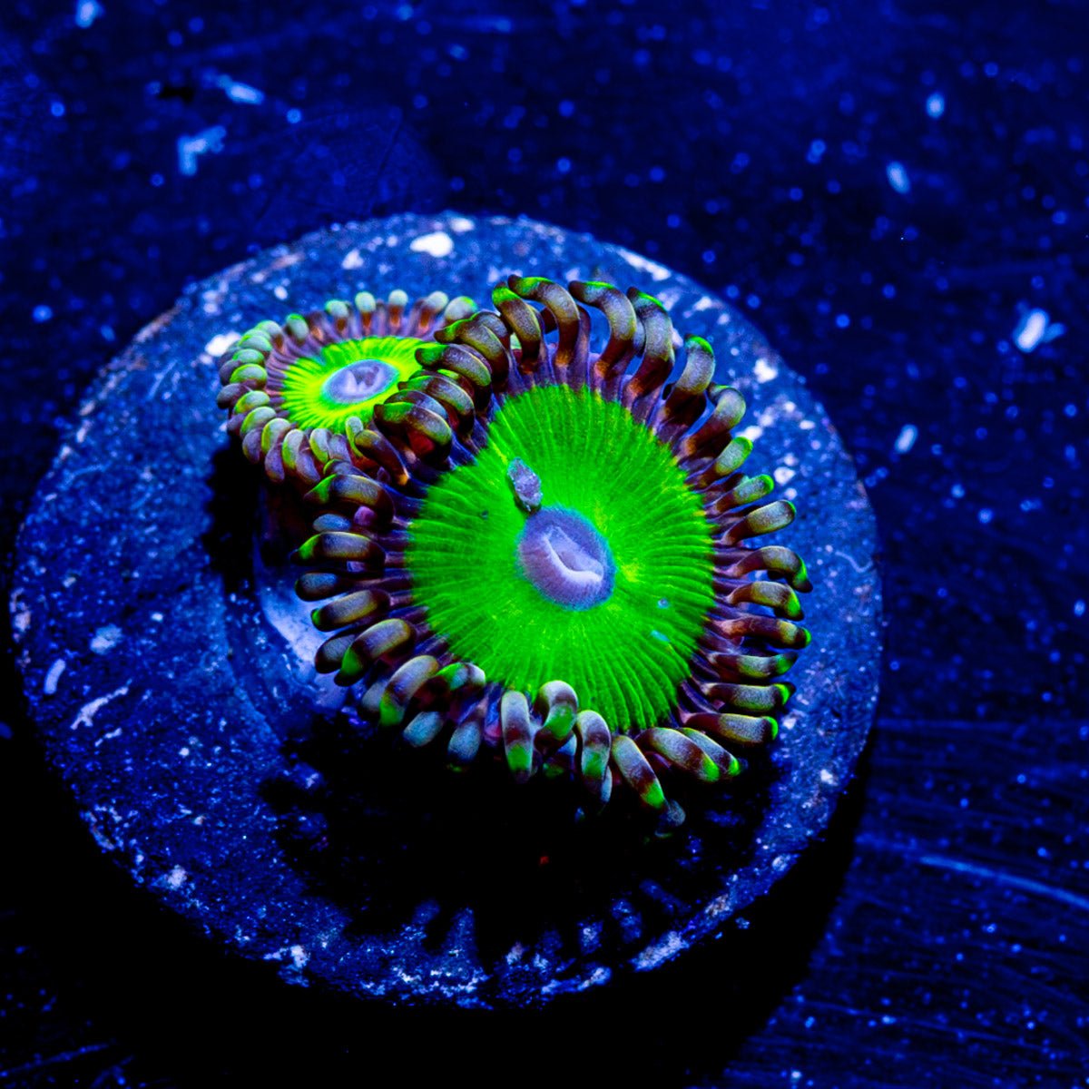 Candy Apple Green Zoanthid - riptide aquaculture llc